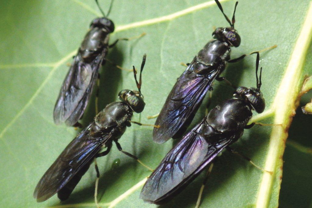 Black Soldier Fly_Ento Organic Farm