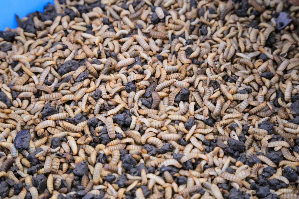 Ento Organic Farm Uganda_BSF Larvae